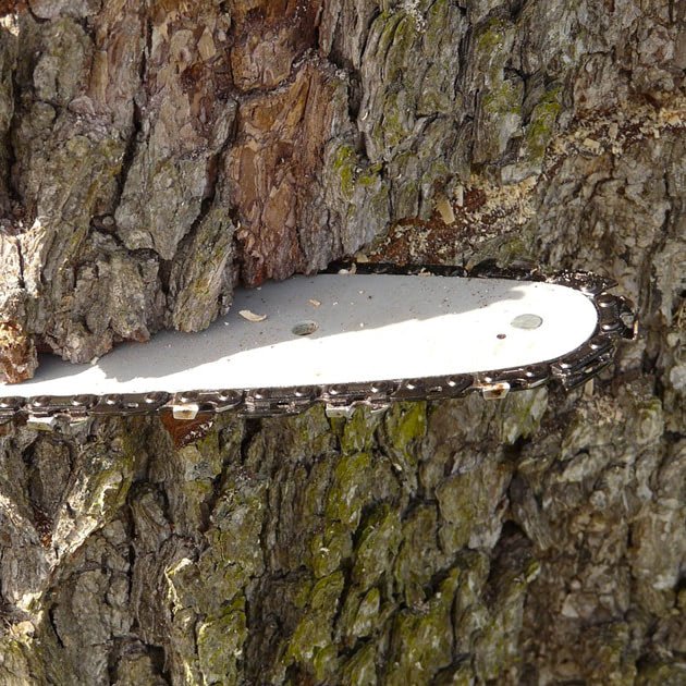 Abattage d'arbres dangereux dans les environs de Gembloux et Namur